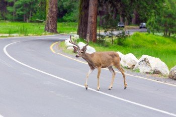 deer car crashes