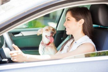 Distracted driving from pets