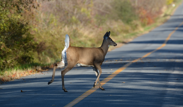 car accident with deer