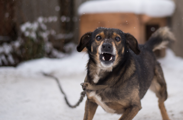 femminineo blogs dog bites