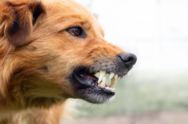 femminineo blog preventing dog bites