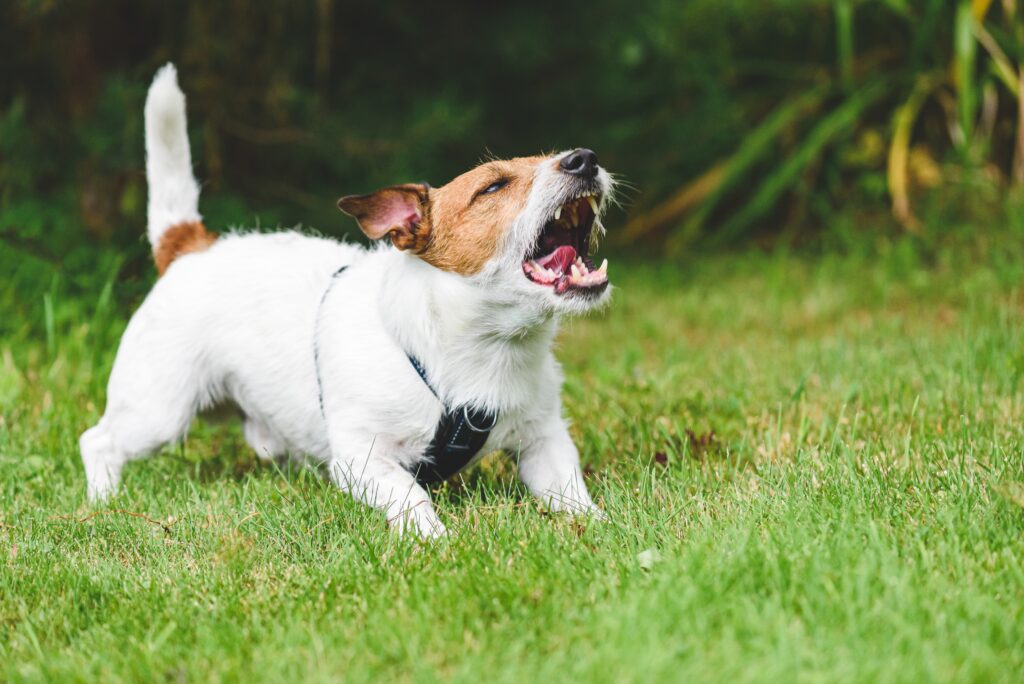 neighbour's,dog,howling,,whining,and,barking,loudly,making,annoying,noise