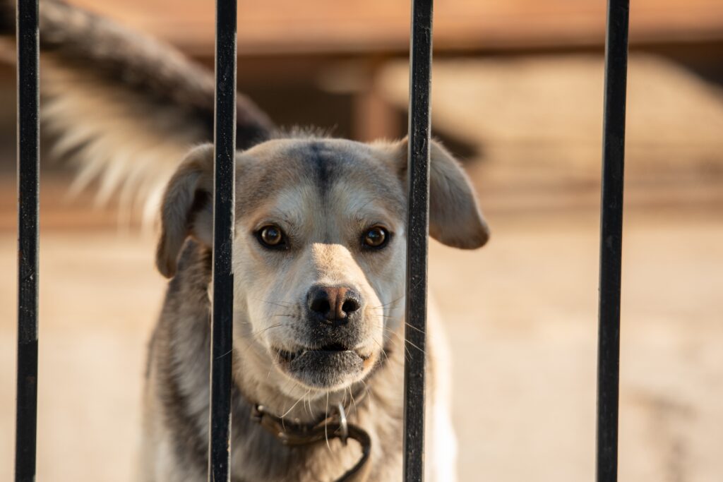 the,dog,guards,the,yard.,the,dog,behind,the,fence