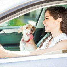 Distracted driving from pets