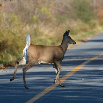 car accident with deer