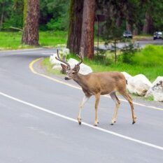 deer car crashes